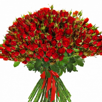 Букет из 101 красной кустовой розы